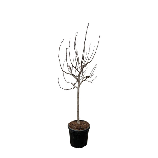 Ficus Carica am stamm - 225 cm - ø40cm