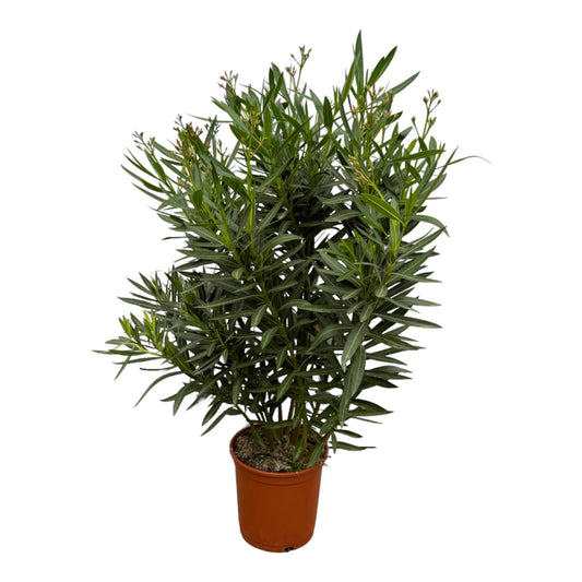 Nerium Oleander Strauch mit roten Blüten – (160 cm Höhe, Ø 30 cm)