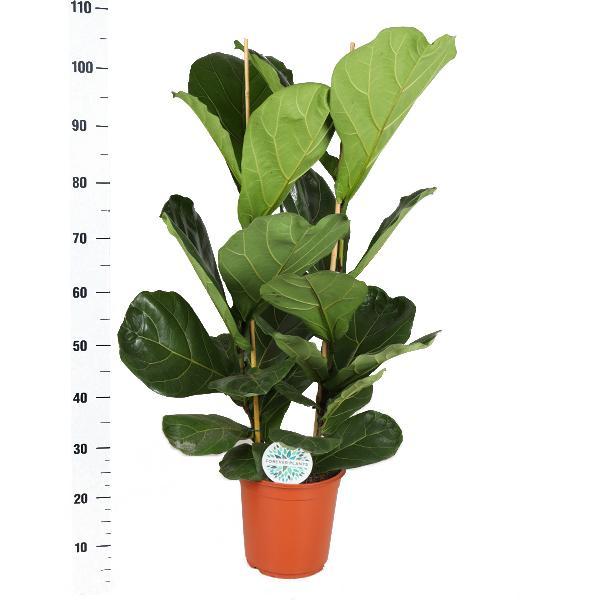 Ficus Lyrata - Ø24cm - ↕120cm in ERA antraciet pot