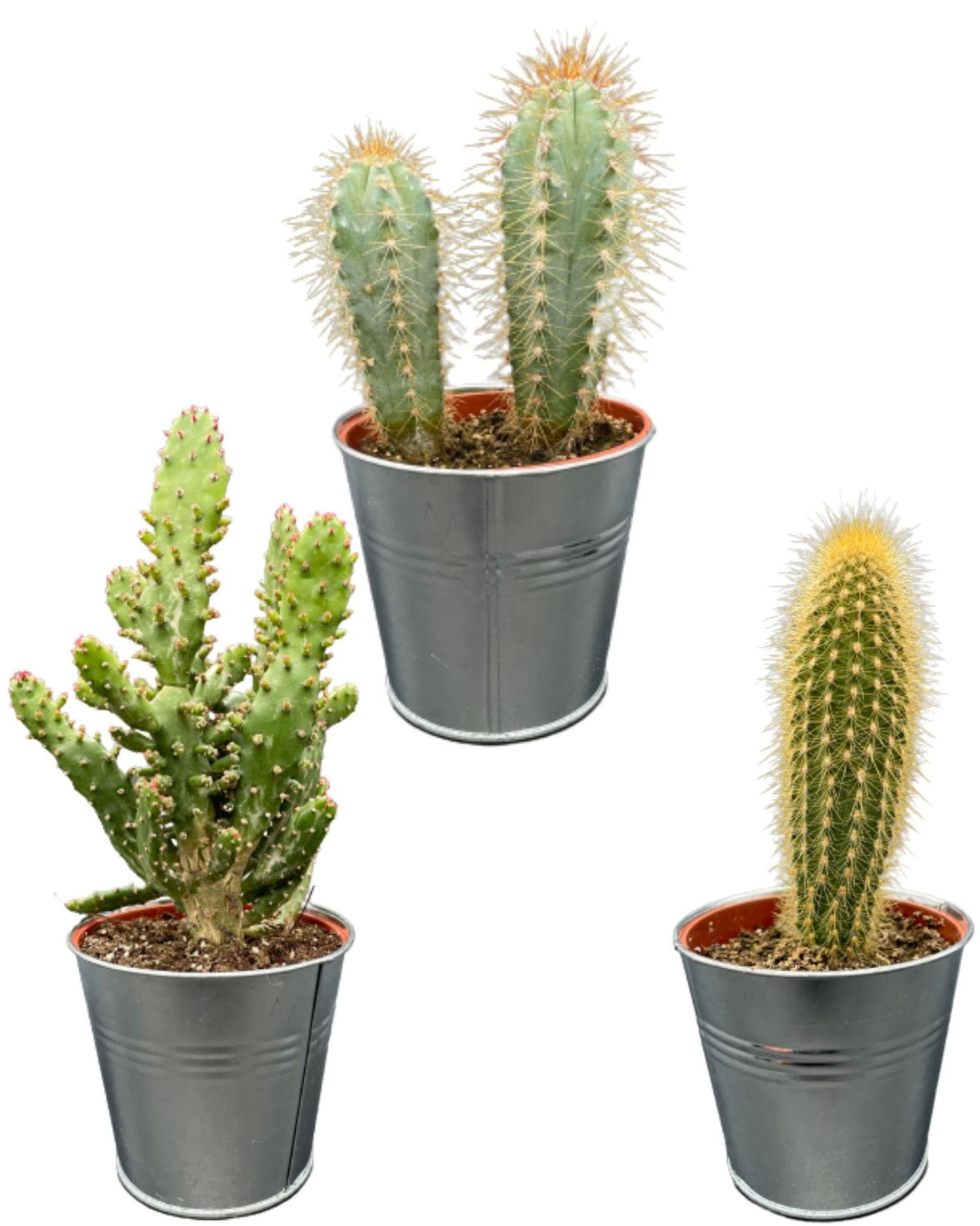 Cactus Palen Mix - 8.5cmØ- 15-20cm hoog - (3 Stuks) - Zinc - Ø9.5 cm