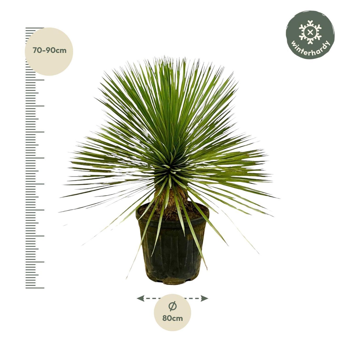 Yucca Rostrata  - 70 cm - Ø27 cm