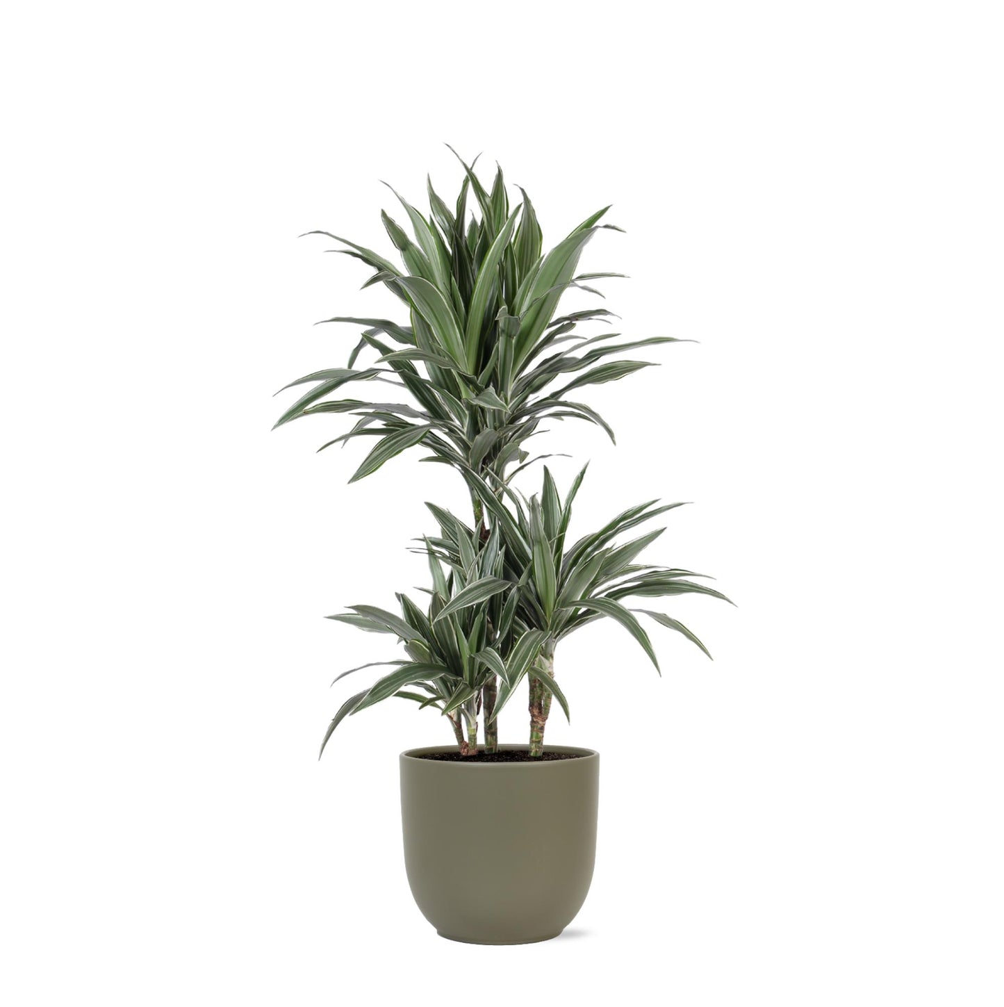 Dracaena Warneckii, Ø21cm, ↕65cm im Boule OLIJF Topf