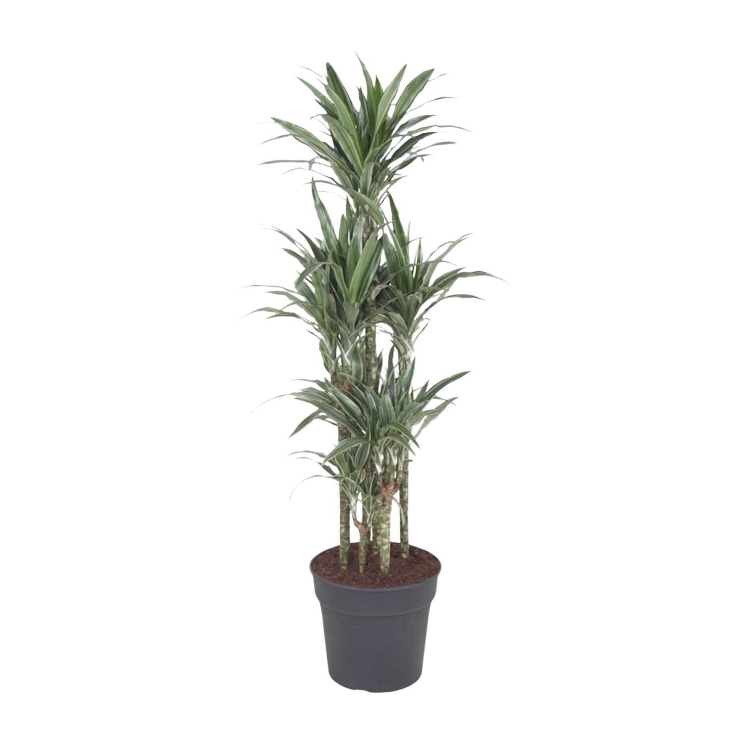 Dracaena Warneckei Carrousel - 140 cm - ø31