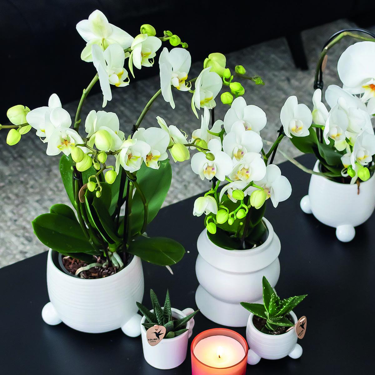 Kolibri Orchids | COMBI DEAL von 2 weißen Phalaenopsis Orchideen - Amabilis - Topfgröße Ø9cm | blühende Zimmerpflanze - frisch vom Züchter