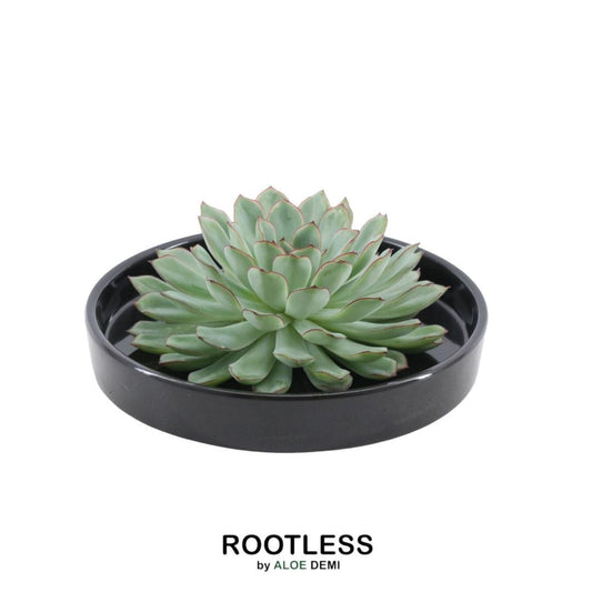 ROOTLESS Succulent Echeveria Pulidonis in Schale 'schwarz' Ø20 cm - ↕5 cm