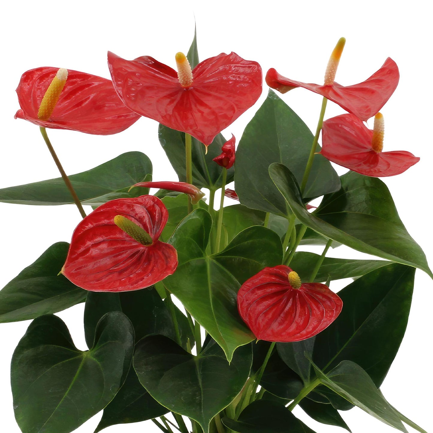 Anthurium Andreanum Esudo inkl. PURE zinktopf - 45cm - Ø12