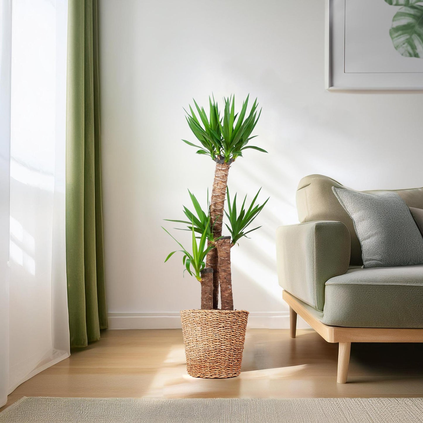 Yucca Palmlilie XL mit Korb Torun - 125cm - Ø24