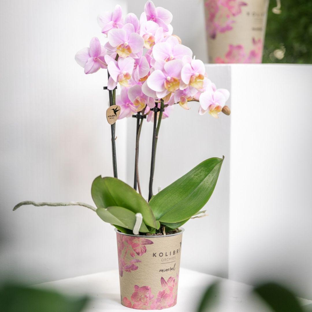 Rosa Phalaenopsis Orchidee - Andorra - Topfgröße Ø9cm | blühende Zimmerpflanze - frisch vom Züchter