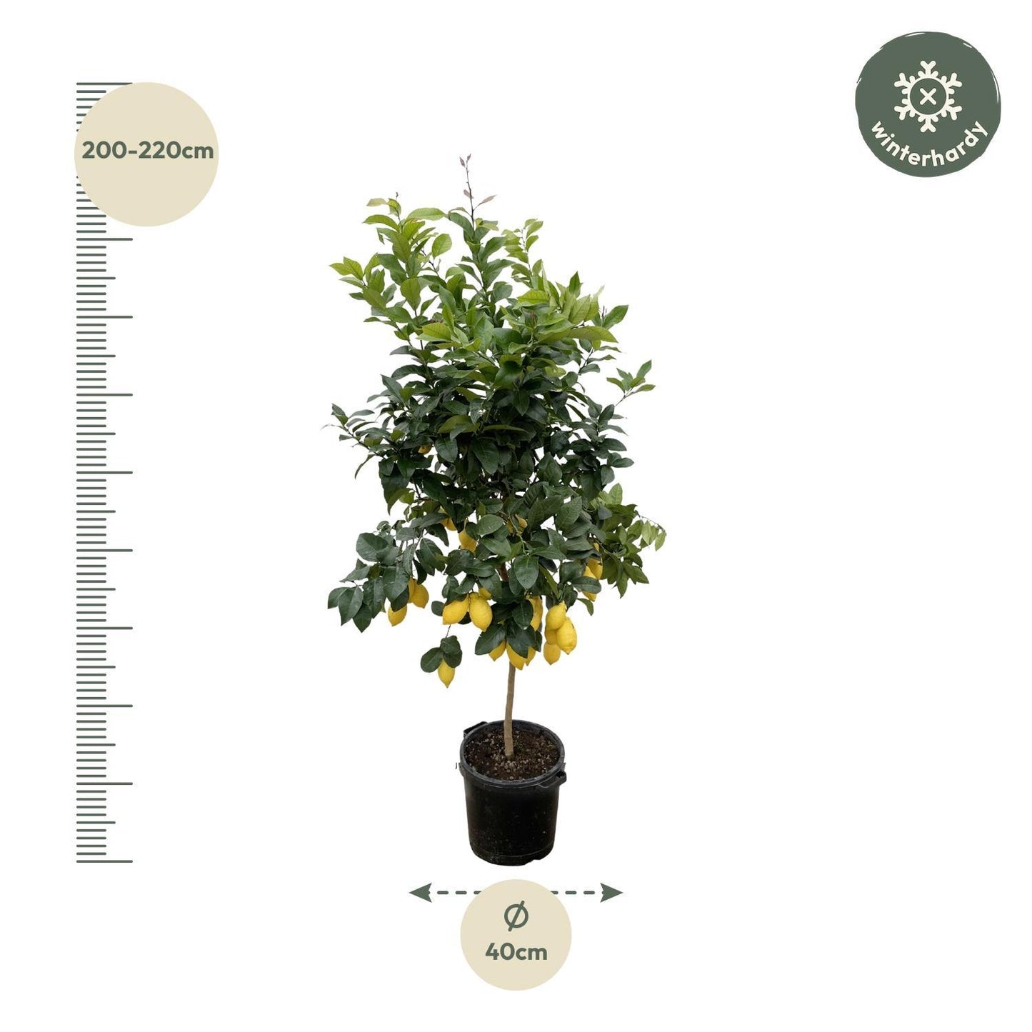 Zitronenbaum - Citrus Lemon - 200 cm - Ø40 cm | Majestätischer Zitrusbaum für Frischen Genuss