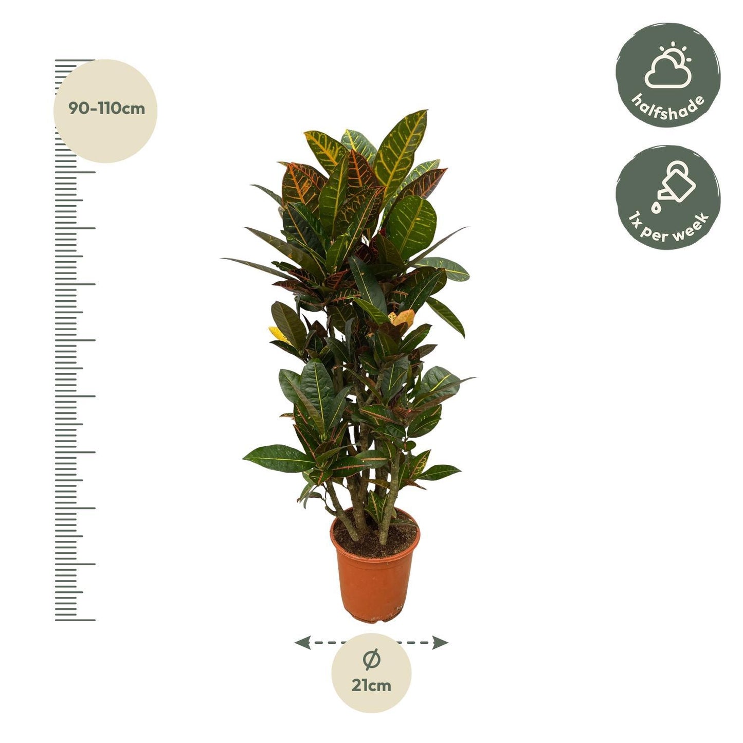 Codiaeum (Croton) Petra Vertakt - 100 cm - Ø21 cm | Farbintensive Zimmerpflanze für einen Hauch Exotik