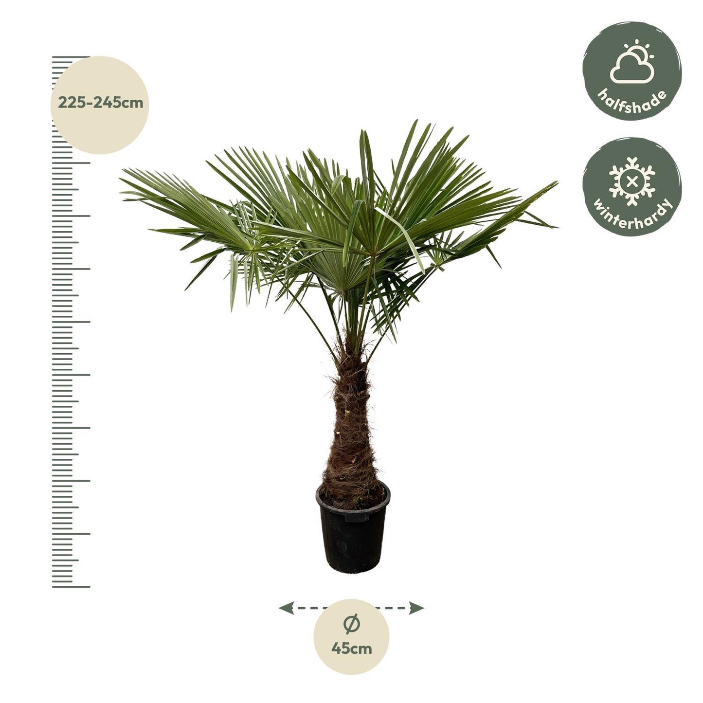 Trachycarpus - 235cm- Ø45