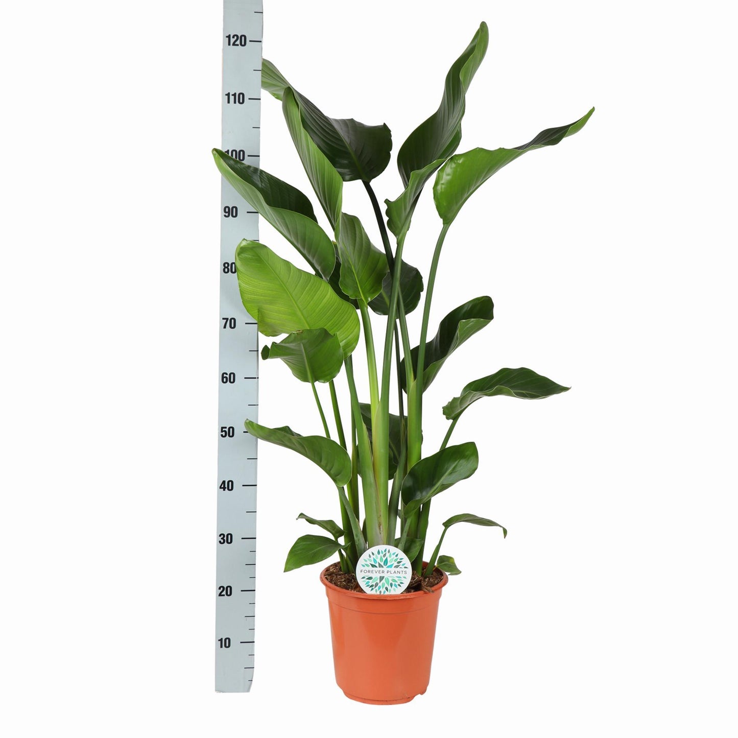 Strelitzia Nicolai Ø24cm ↕120cm in Albury BLACK