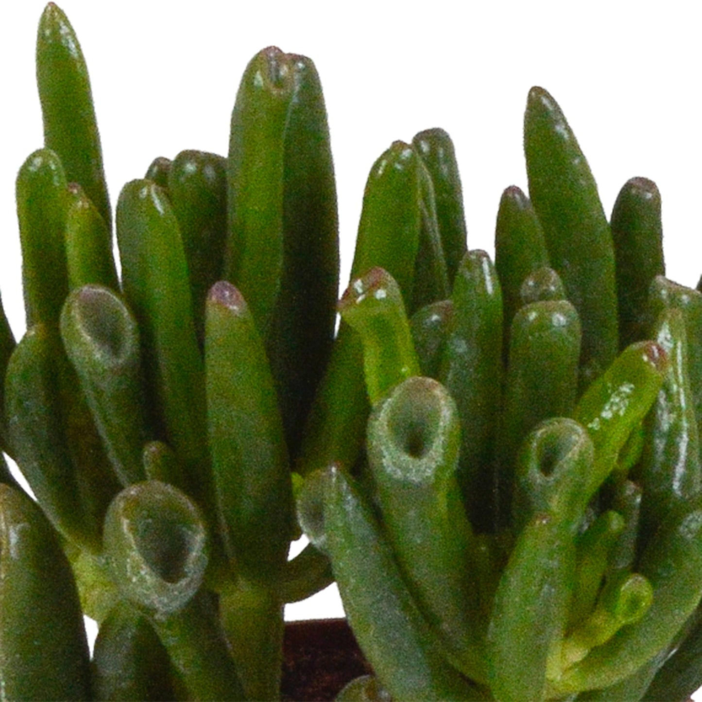 Crassula-Mix 8,5 cm - 3x - im Terrakotta-Topf