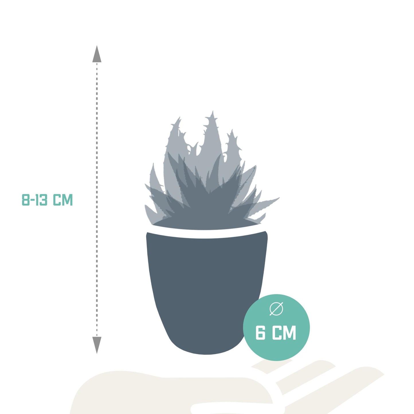 Gasteria/Haworthia-Mischung 5,5cm - mit weißen Top - 5x