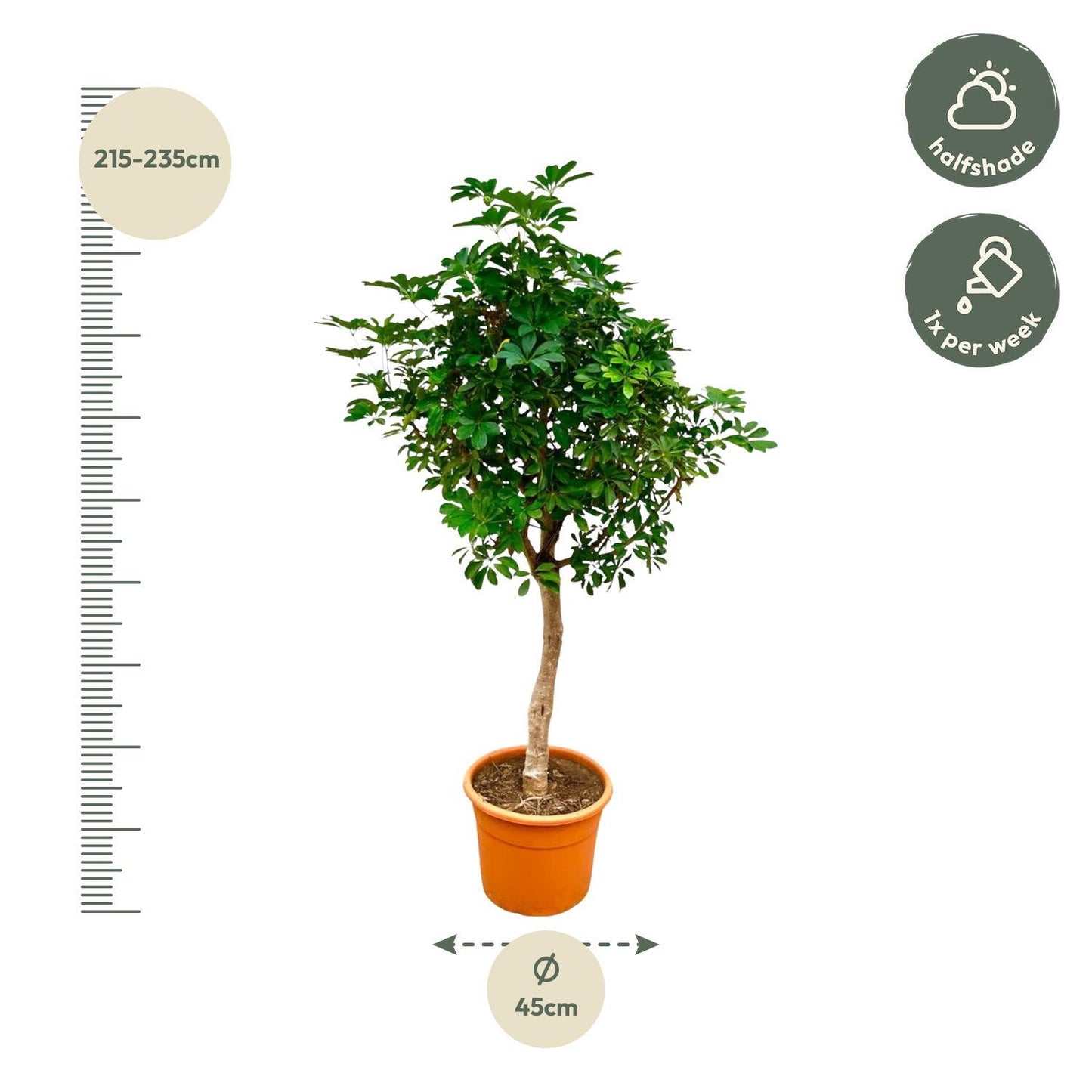 Schefflera op stam - 225cm - ø45