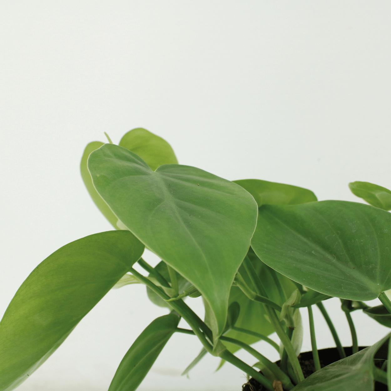 Philodendron Scandens Duo | 2 Kletterpflanzen | Pflegeleichte Zimmerpflanze | 5cm Höhe, ø12cm Topf