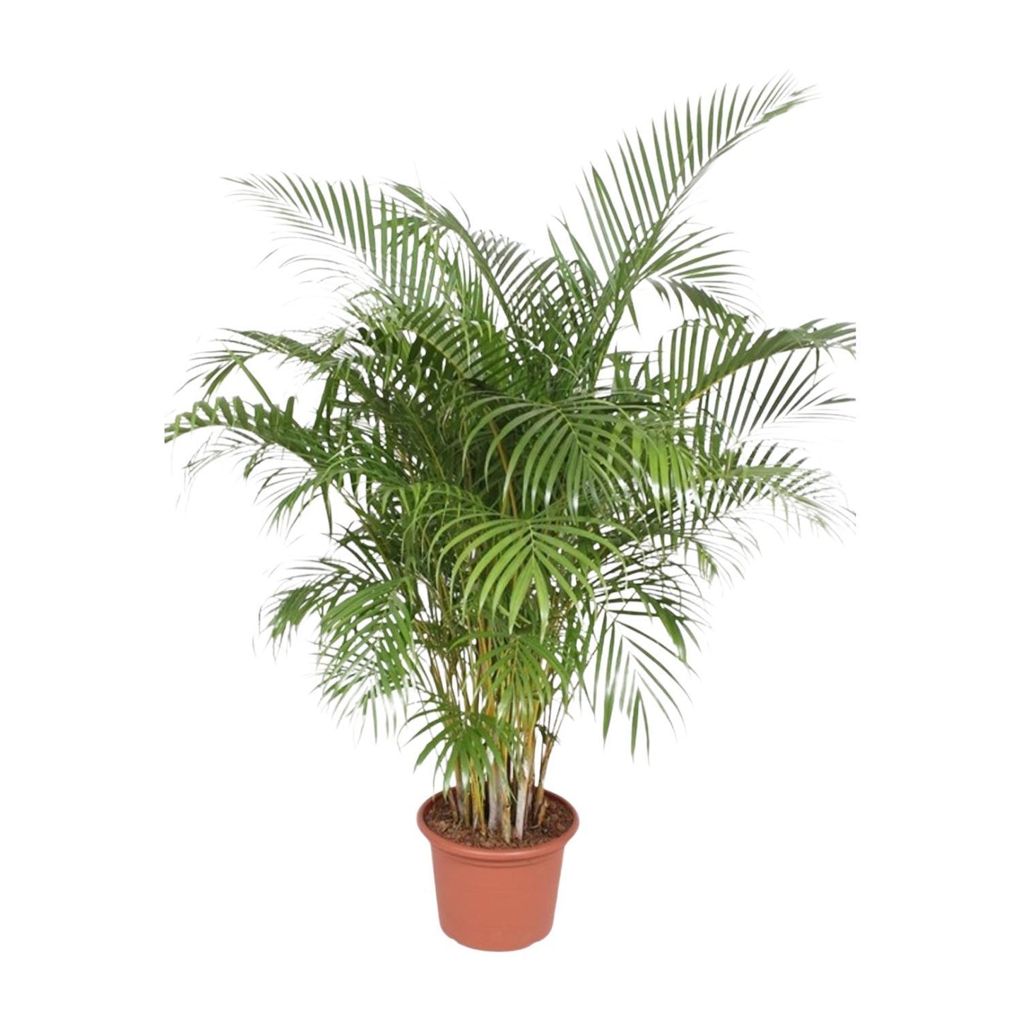 Dypsis Lutescens (Areca Palm) - 200 cm - ø40