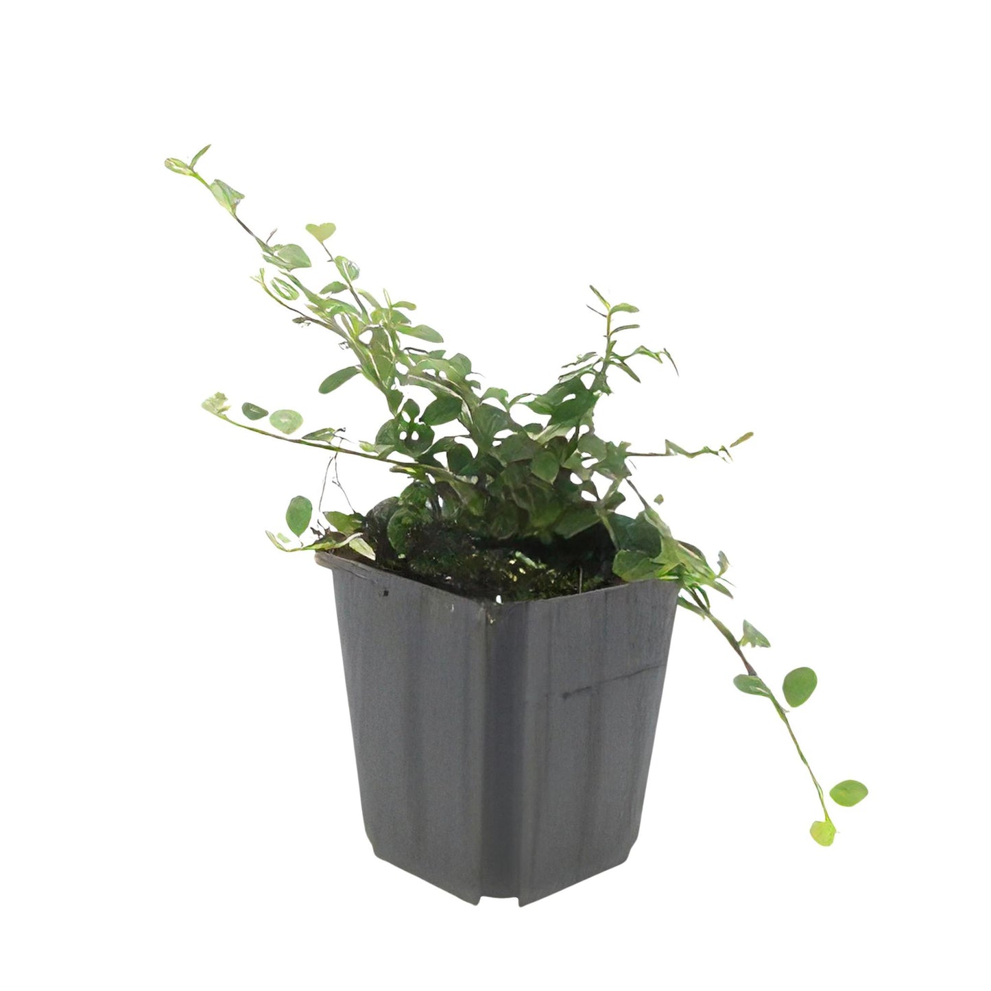 Cotoneaster pr. 'Streib's Findling' - ↕25cm - Ø9cm  - 12x