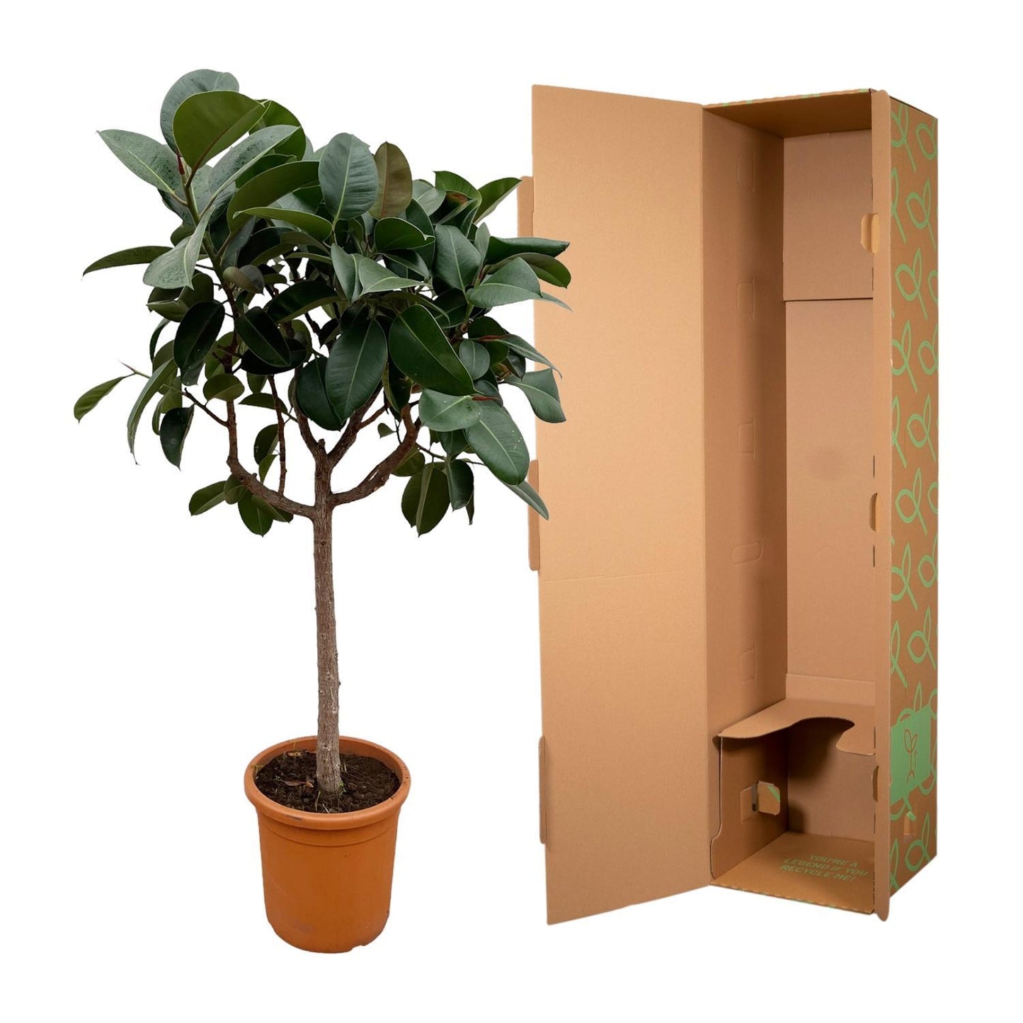 Ficus Elastica Robusta op stam - 180 cm - ø30