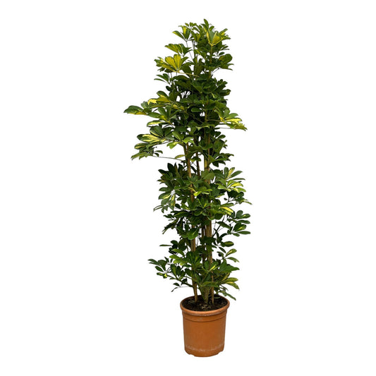 Schefflera Gold Capella Strauch - 160 cm - Ø30cm