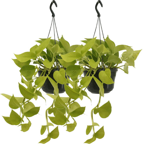 Epipremnum Golden Pothos (Scindapsus) - 2 Stücke - Ø15cm - ↕25cm