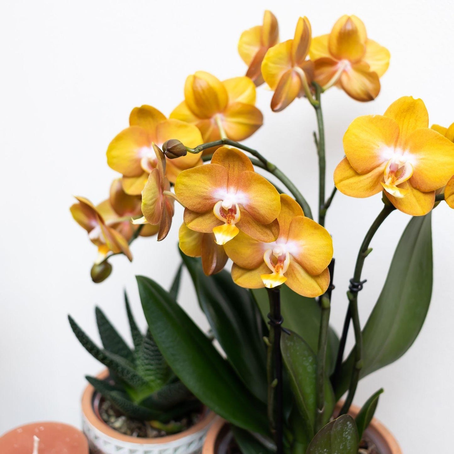 Orange-goldene Phalaenopsis-Orchidee - Jewel Las Vegas - Topfgröße Ø12cm | blühende Topfpflanze - frisch vom Züchter