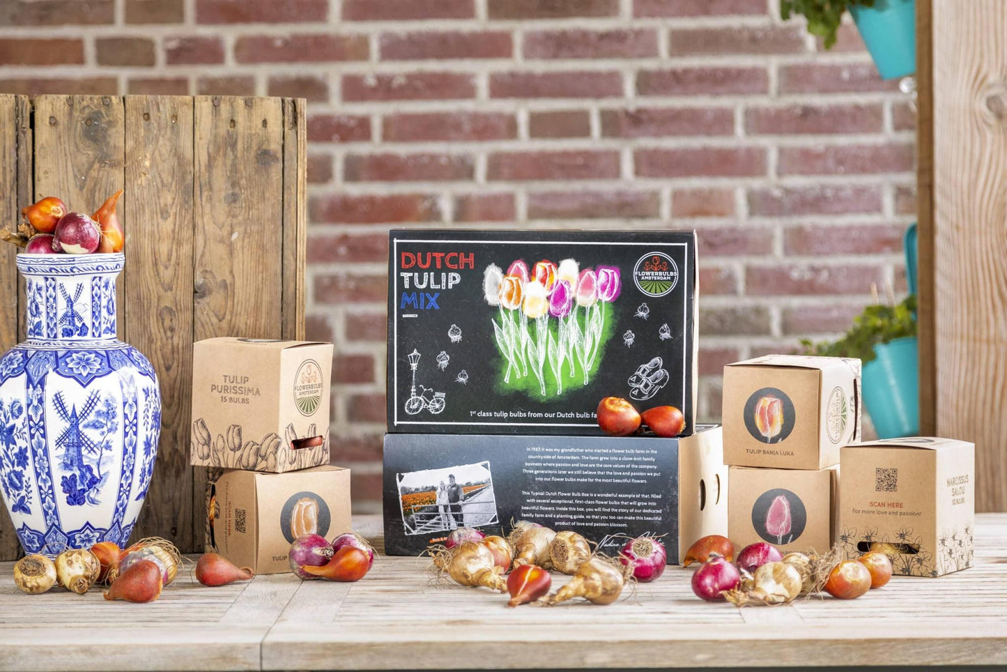 Flowerbulbs Amsterdam Dutch Tulip Mix - Luxusbox groß, 90 Premium Tulpenzwiebeln, Größe 12+"