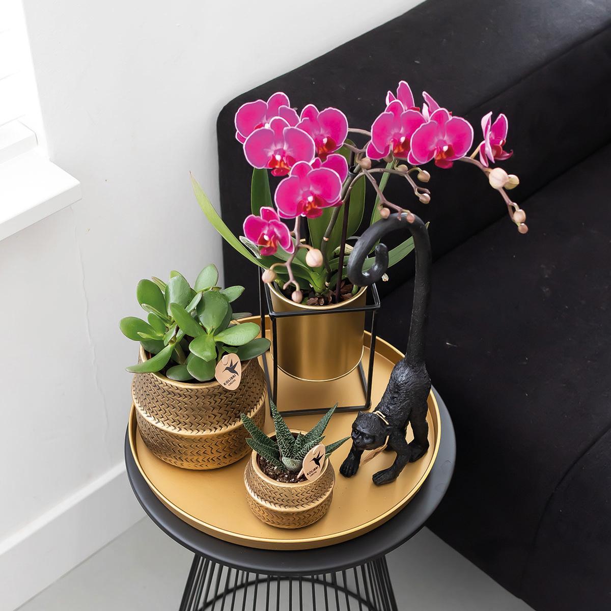 Kolibri Orchids | COMBI DEAL von 2 lila Phalaenopsis Orchideen - Morelia - Topfgröße Ø9cm | blühende Zimmerpflanze - frisch vom Züchter