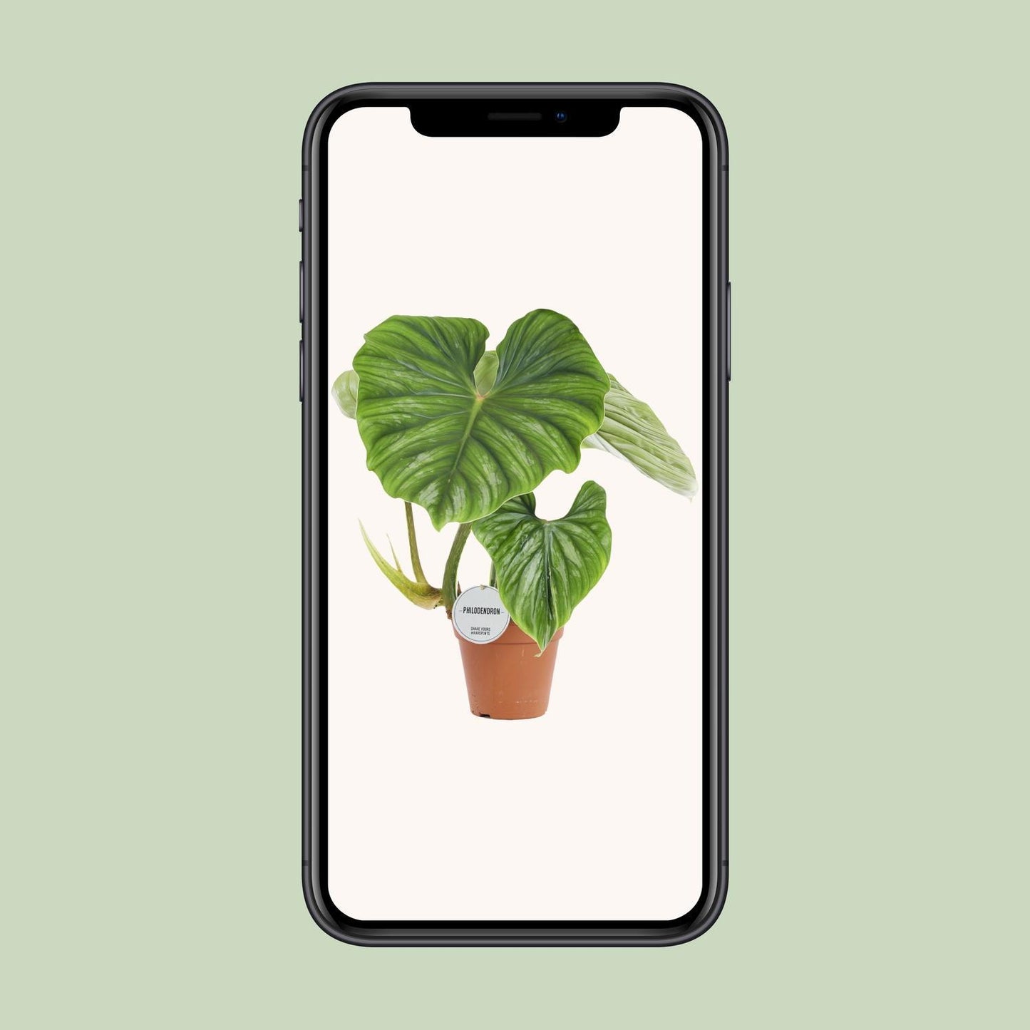 Philodendron Plowmanii – Prächtiger Kletterphilodendron für stilvolle Innenräume (Ø 15 cm, Höhe 50 cm)