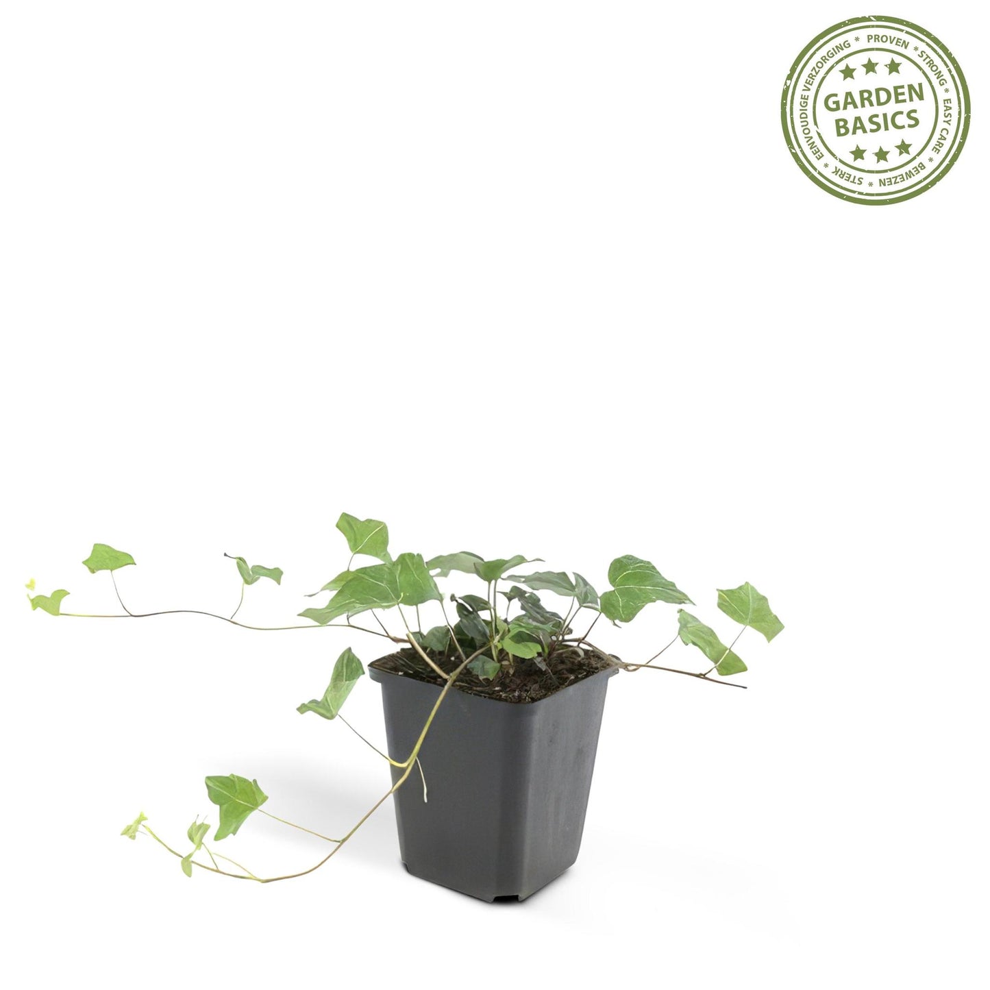 Hedera helix - ↕25cm - Ø9cm