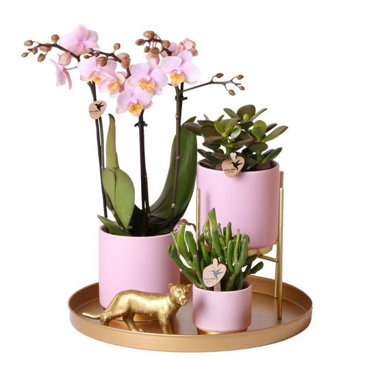 Komplettes Pflanzenset Goldfuß rosa | Grünes Pflanzenset mit rosa Phalaenopsis Orchidee und inkl. Keramik-Ziertöpfen und Zubehör