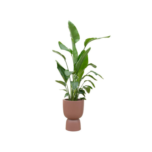 Combi deal - Strelitzia Nicolai inclusief elho Pure Coupe bruin Ø35 - 200 cm