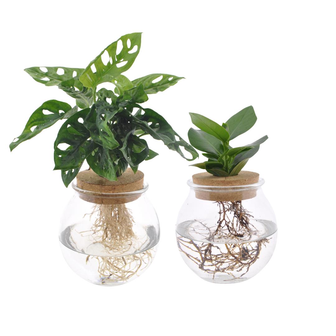 Bolglas Duo Monstera Adansonii/Clusia - 2 Stücke - Ø12cm - ↕30 cm