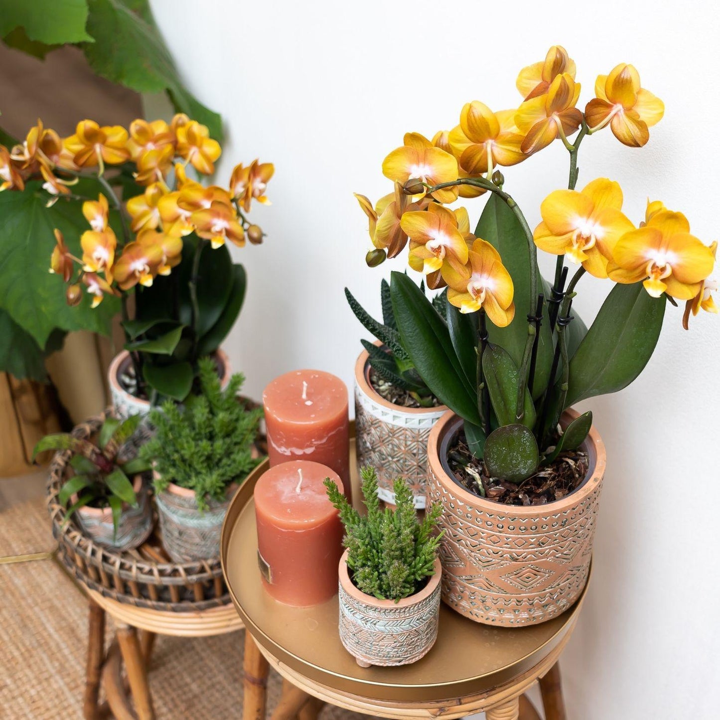 Orange-goldene Phalaenopsis-Orchidee - Jewel Las Vegas - Topfgröße Ø12cm | blühende Topfpflanze - frisch vom Züchter