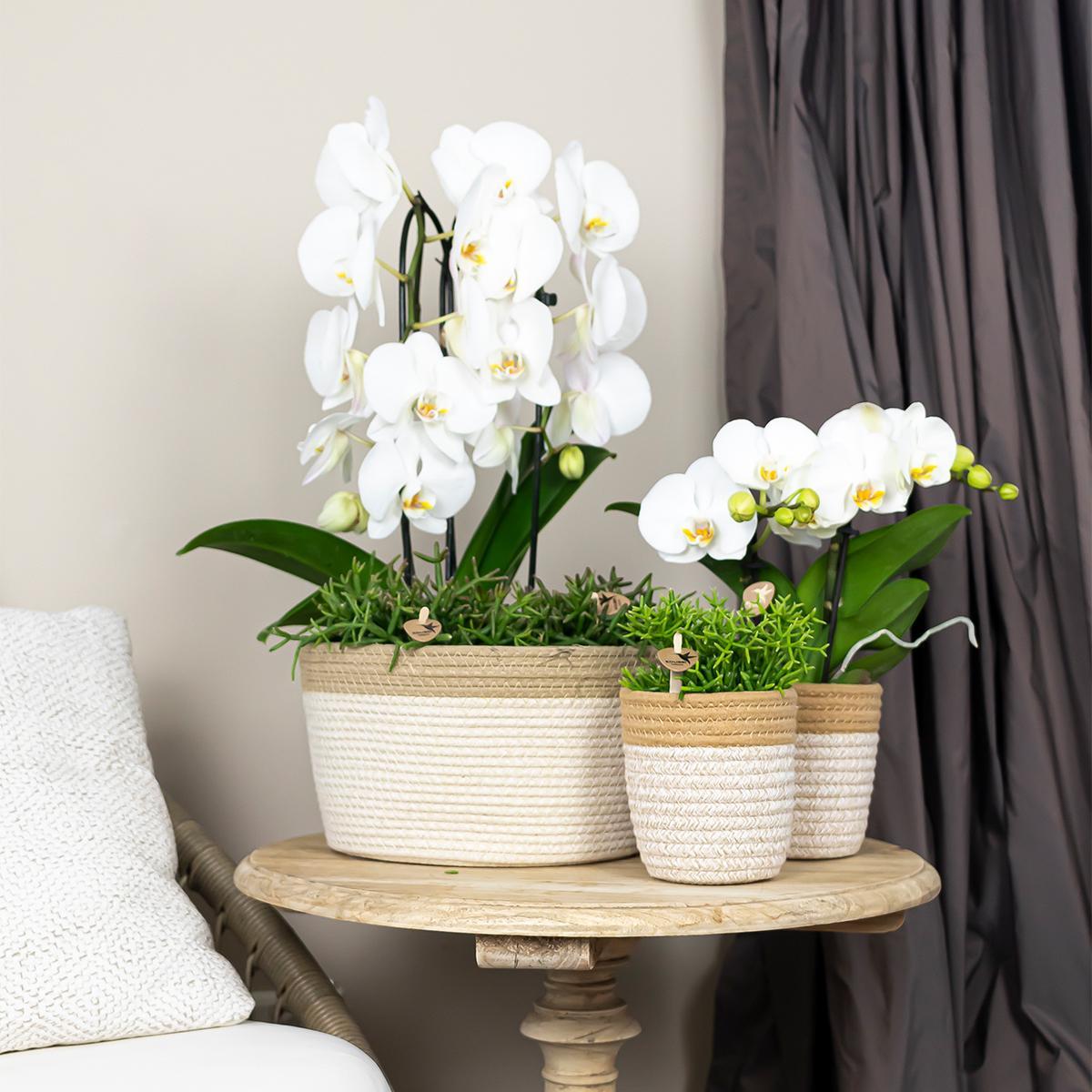 Weiße Phalaenopsis-Orchidee - Niagara Fall - Topfgröße Ø12cm | blühende Zimmerpflanze - frisch vom Züchter