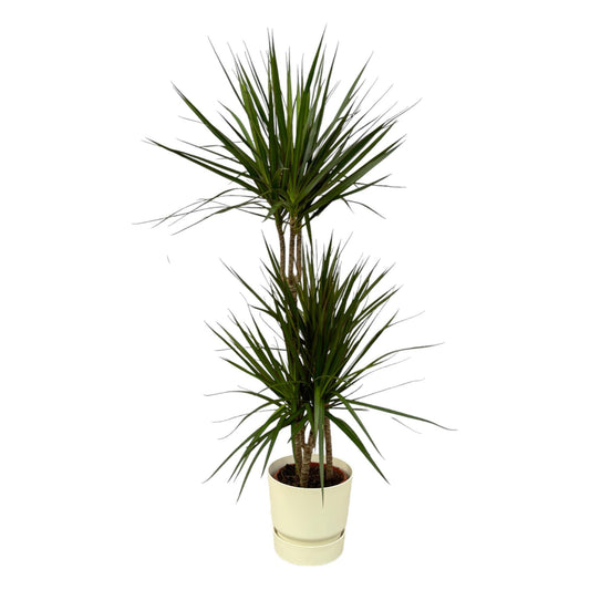 Dracaena Marginata - ↨120cm - Ø21cm inkl. Topf weiß