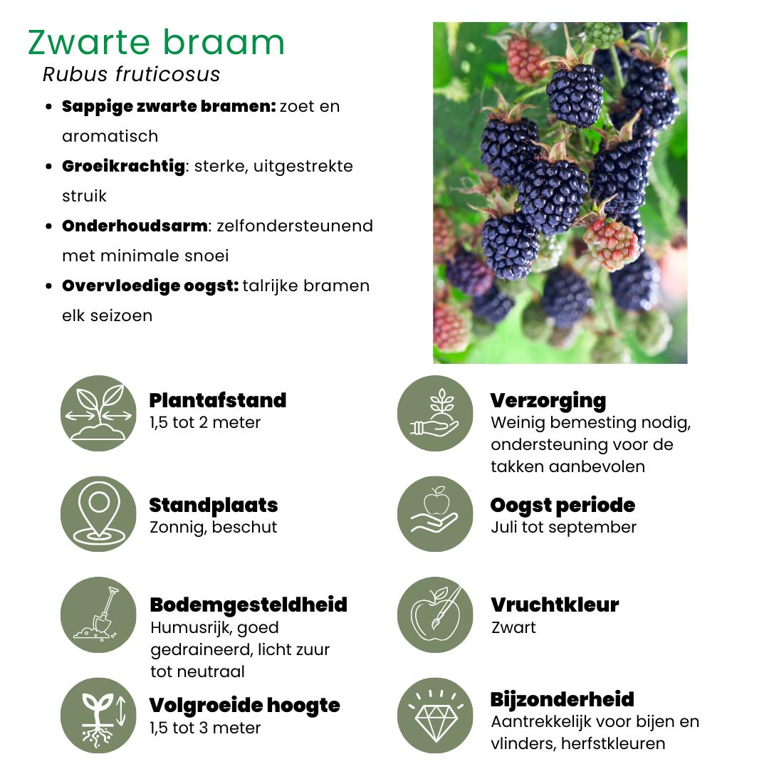 Fruchtoase BIO Obstpflanzen Set - Mix aus 5 verschiedenen Sorten