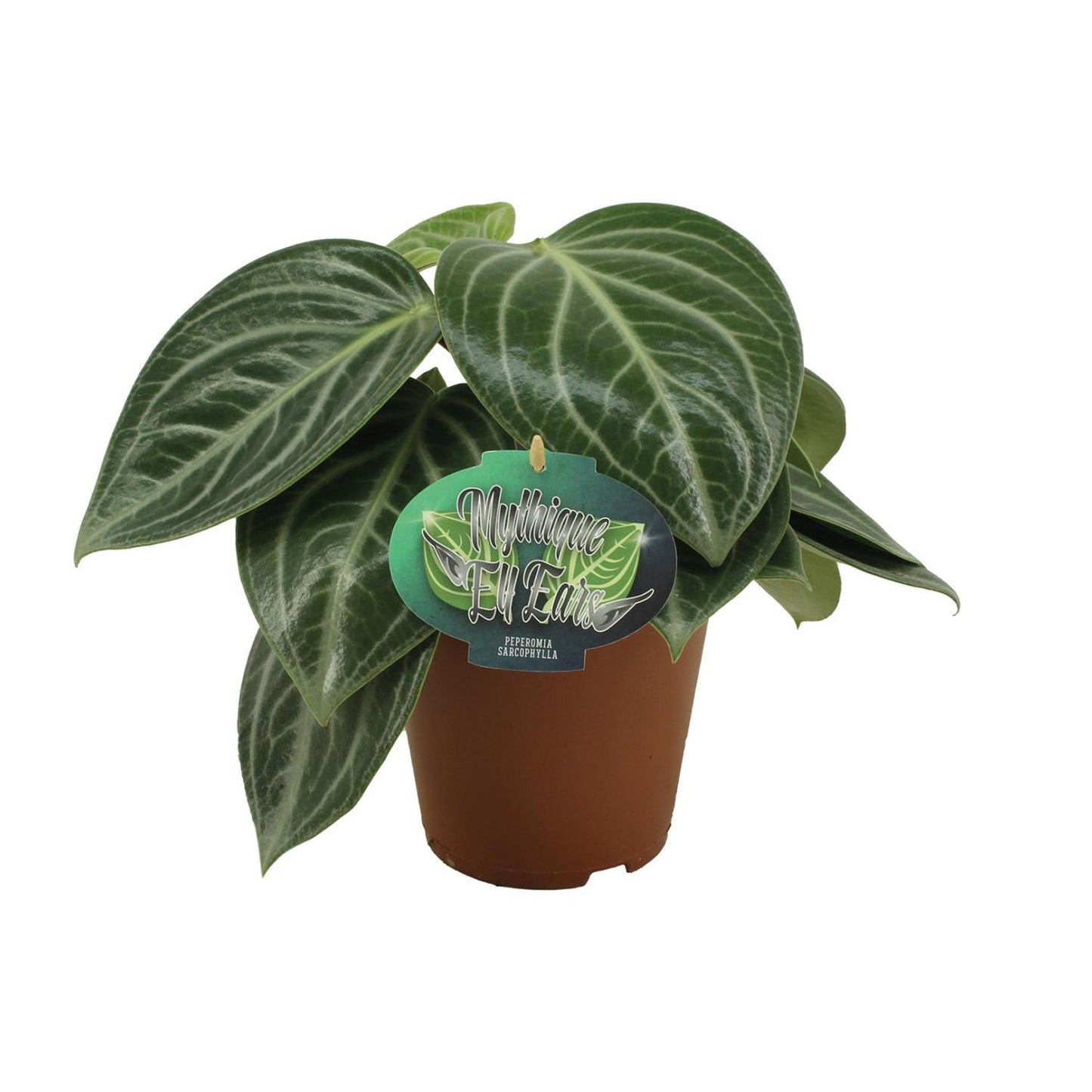 Peperomia Sarcophylla – Kompakte Zimmerpflanze mit attraktiven Blättern (Ø 15 cm, Höhe 25 cm)