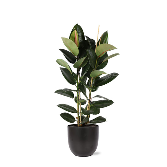 Ficus Elastica Robusta Ø24cm - ↕110cm