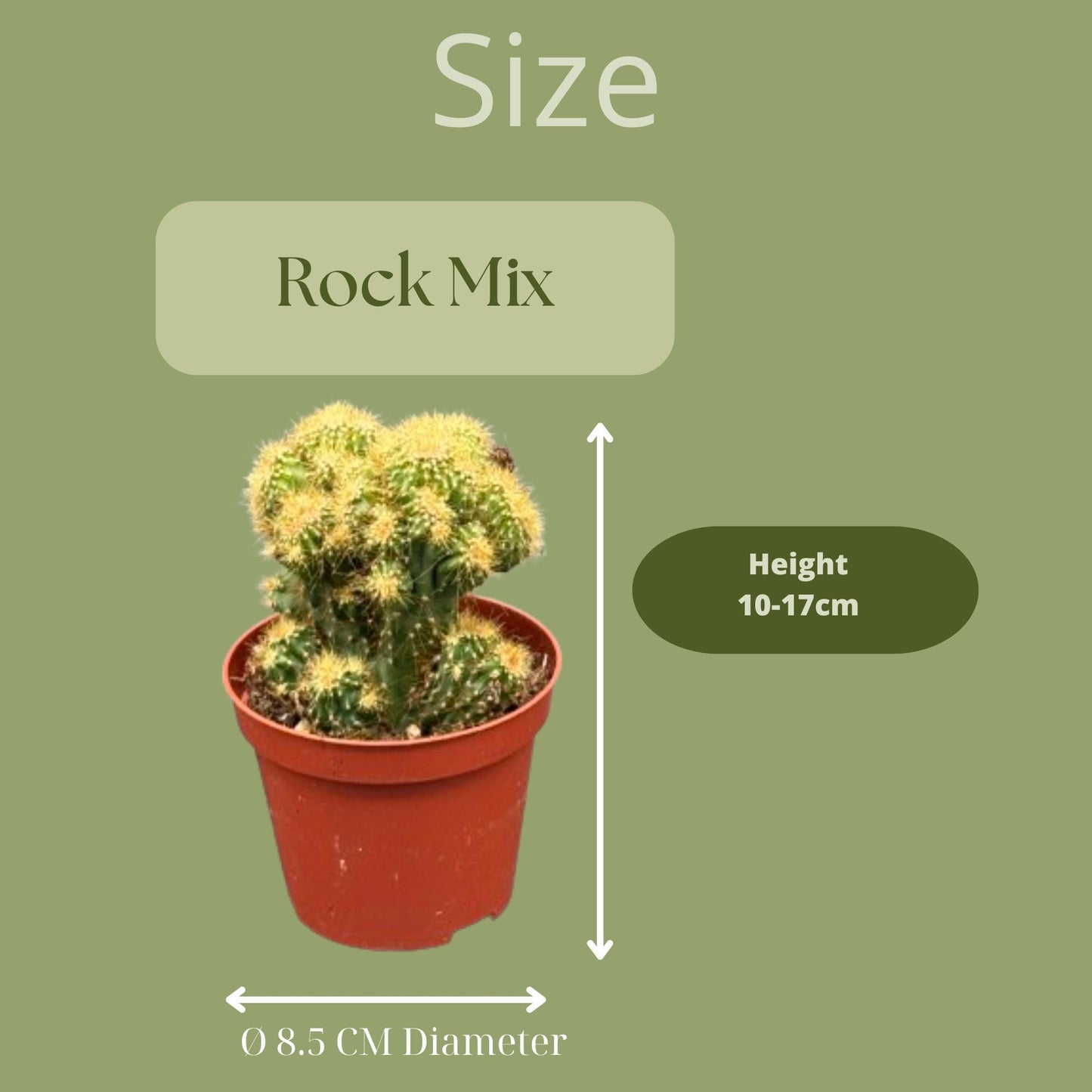 Cactus- Rotsen mix- 8.5cmØ- 13-17cm- 3 stuks  - Geen