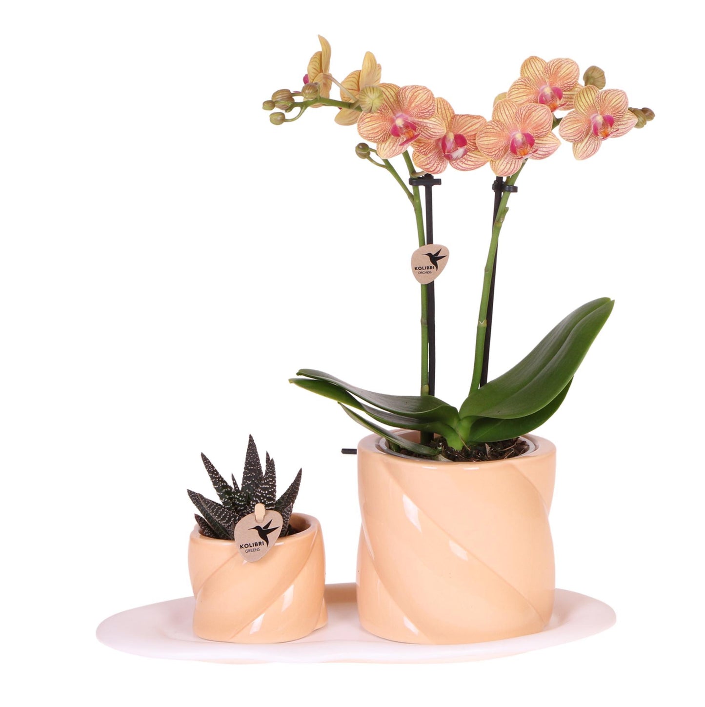 Kolibri Orchids | Geschenkset Optimismus kleiner Pfirsich | Grünpflanze mit orangefarbener Phalaenopsis-Orchidee in Candy-Ziertöpfen auf weißem Bio-Tablett