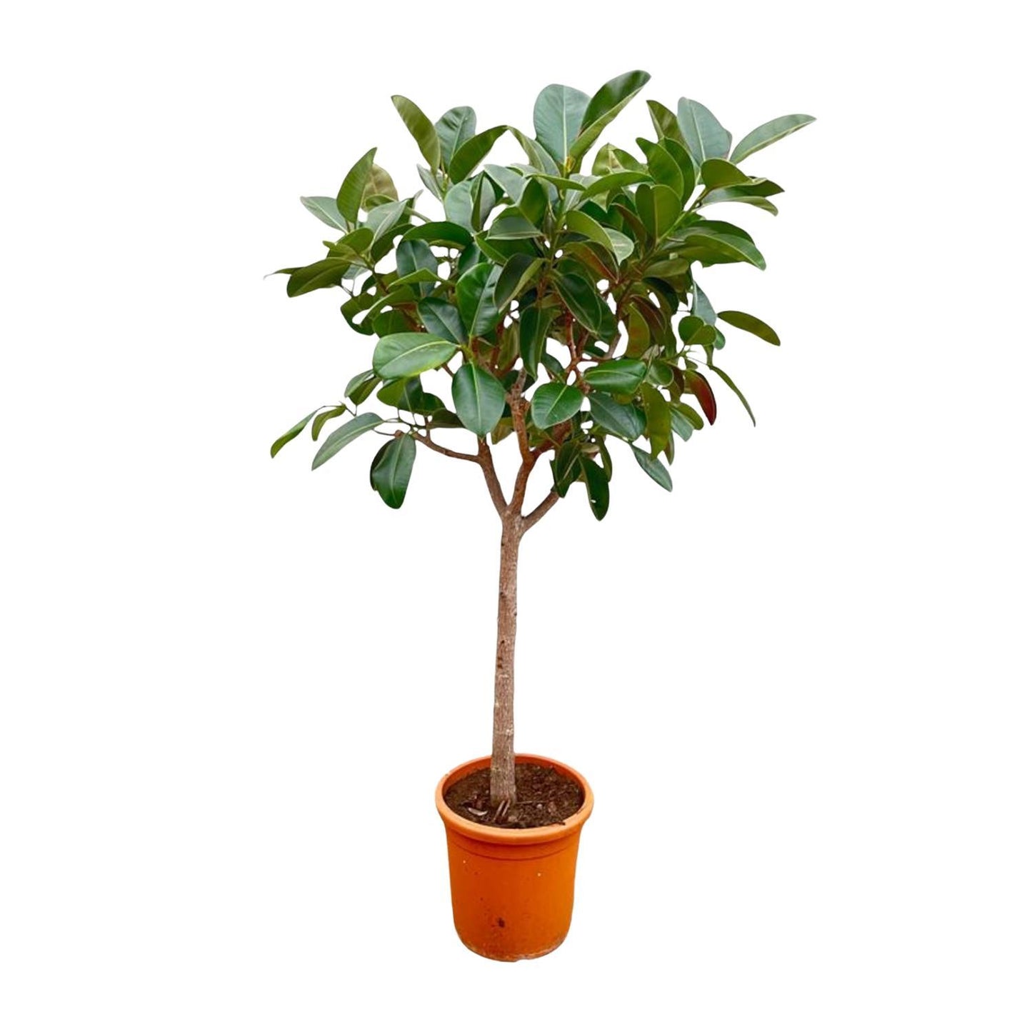 Ficus Elastica Robusta am Stamm - 210cm - ø40