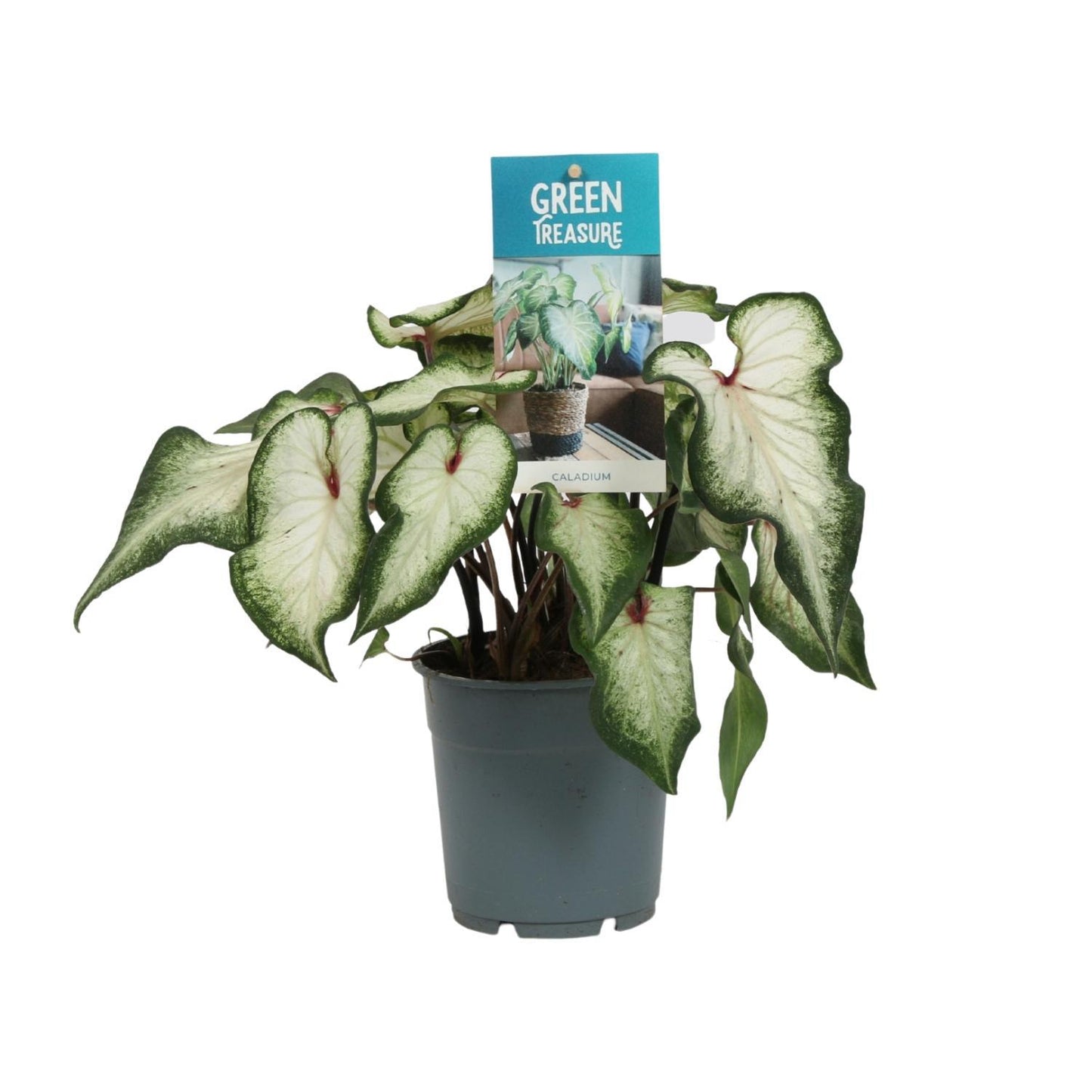 Caladium Wit - Weißes Herzblatt - Ø12 cm - 25 cm Höhe - Pflegeleichte Zimmerpflanze