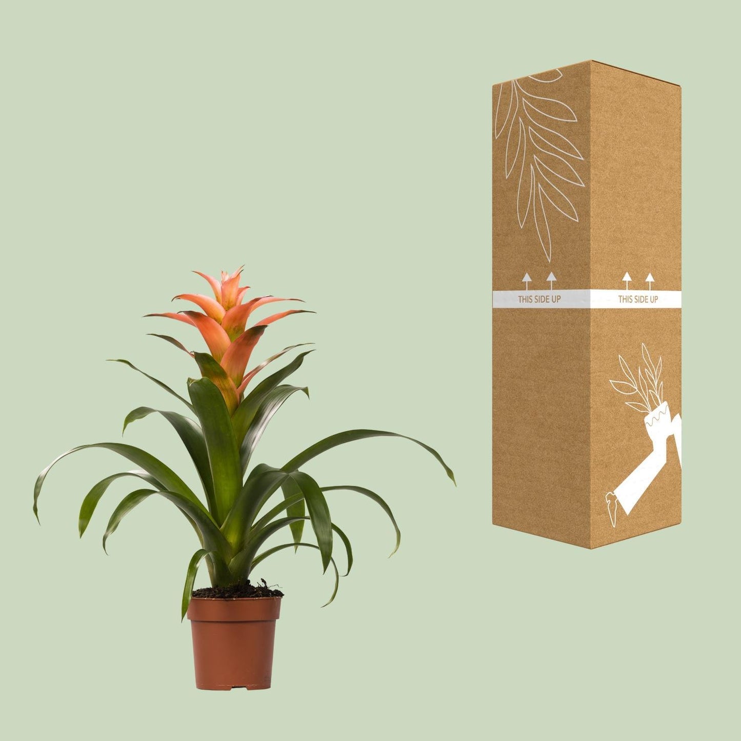 Guzmania Melissa - Ø12 cm - ↕45 cm