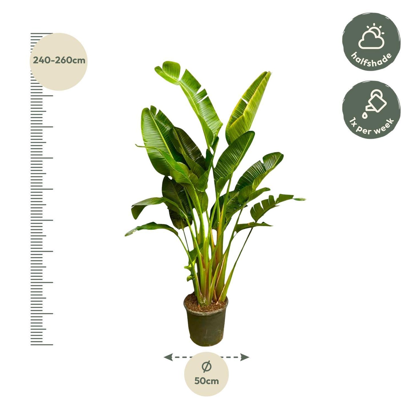 Strelitzia Augusta multi stam XXL - 250 cm - ø50