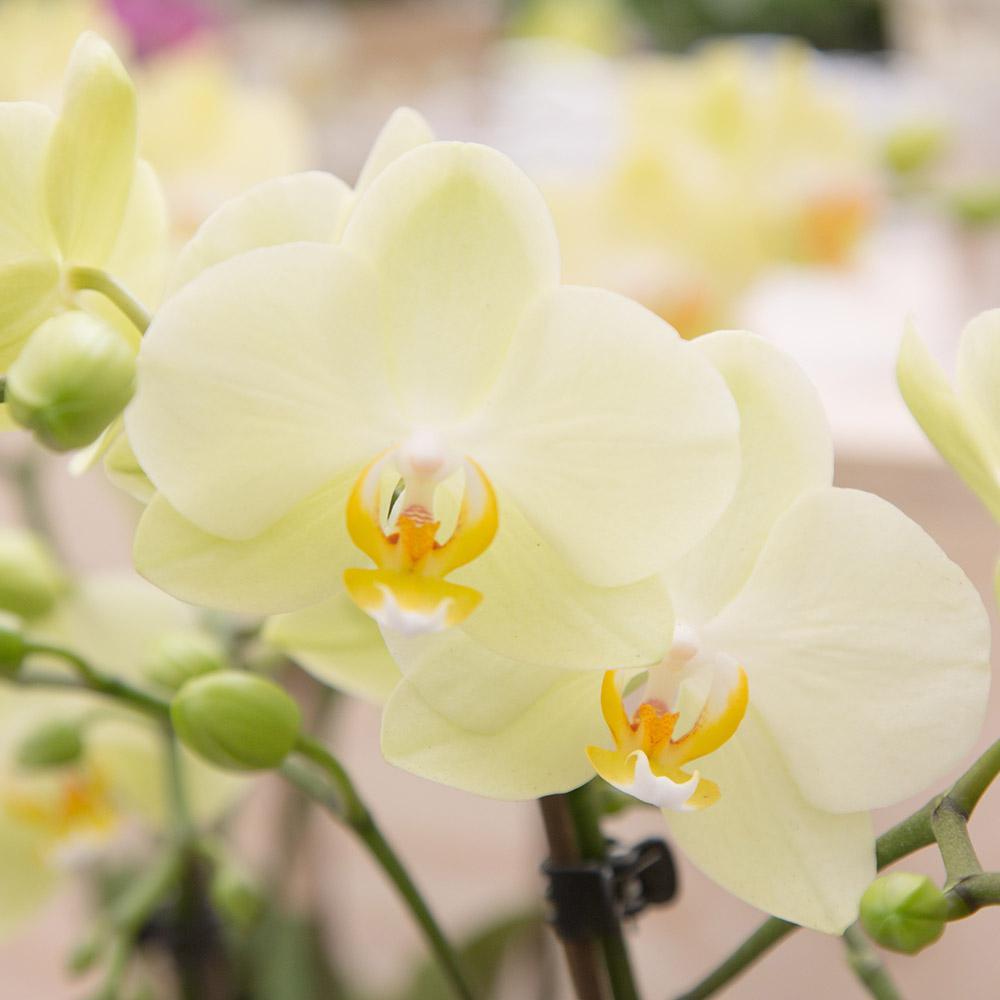 Gelbe Phalaenopsis-Orchidee Topfgröße Ø9cm|blühende Zimmerpflanze - frisch vom Züchter