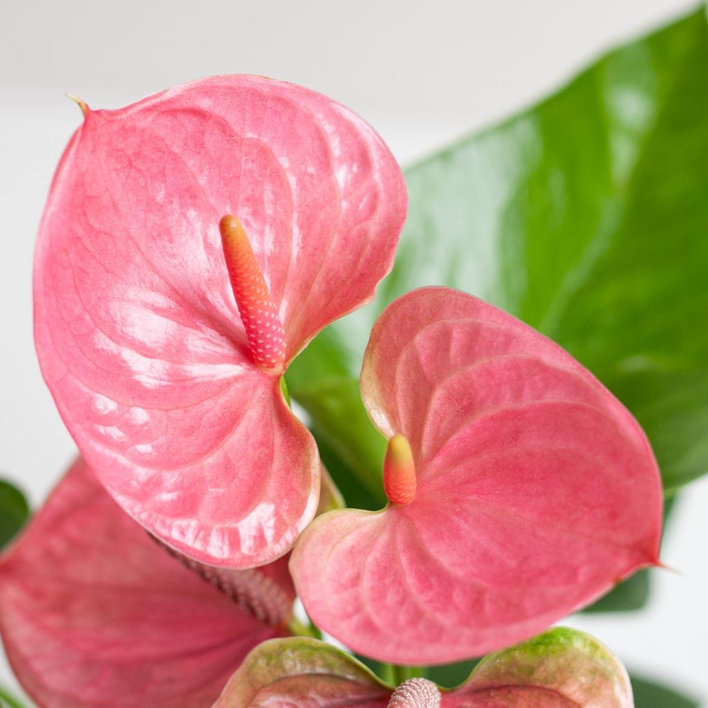 Anthurium Pink Explosion - 55cm Höhe, Ø17cm Topf