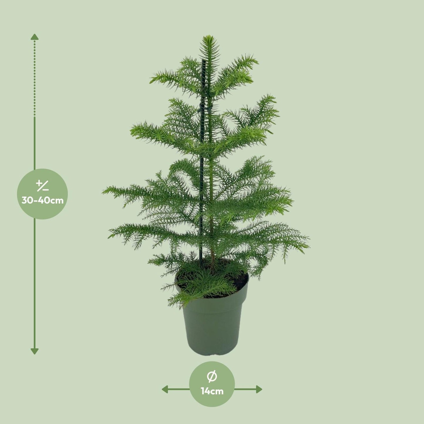 Araucaria Heterophylla | Elegante Zimmertanne | Exotischer Nadelbaum | Ø14cm Topf, ↕40cm Höhe