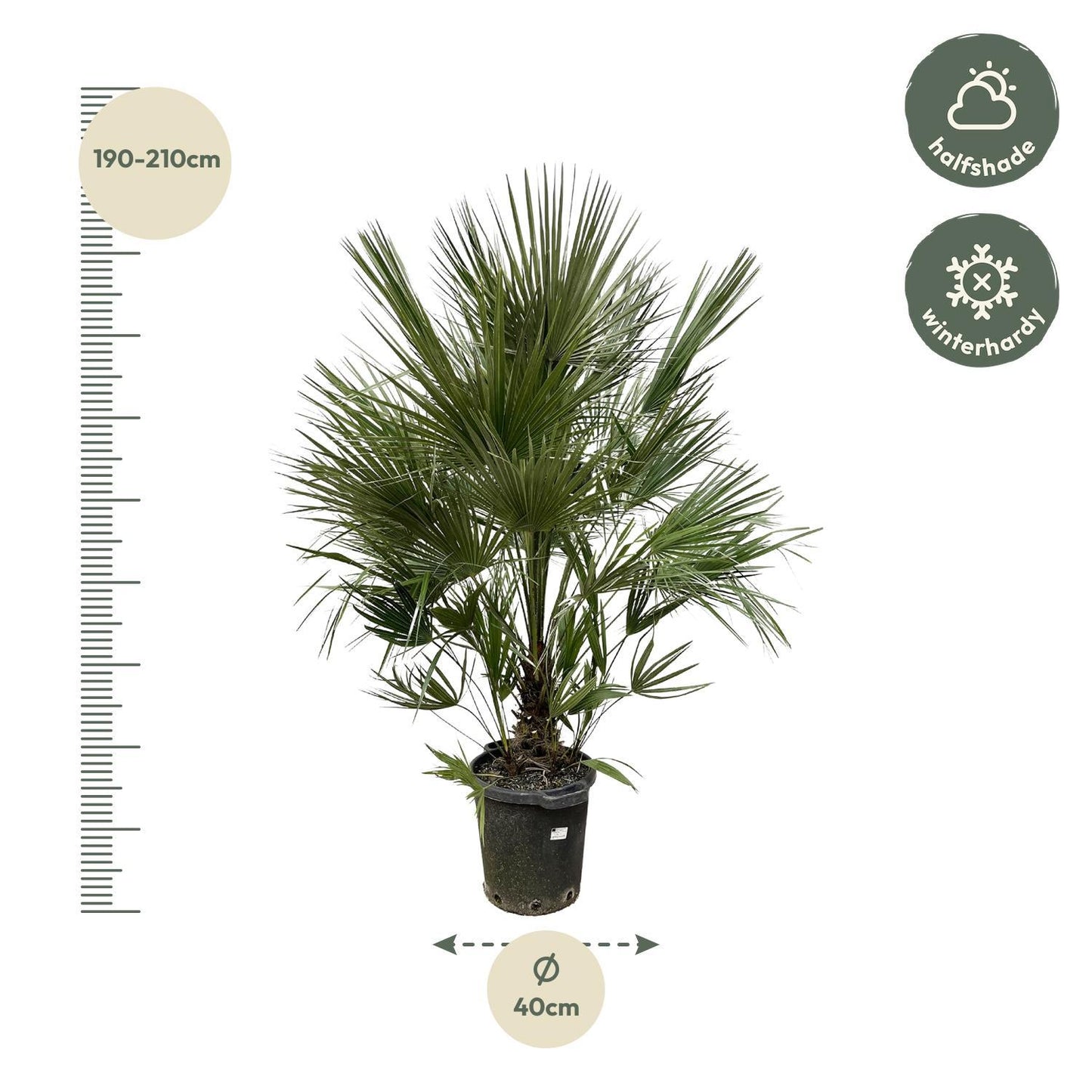 Chamaerops Humilis Strauch - 200 cm - Ø40 cm | Majestätische Zwergpalme für Exotisches Ambiente