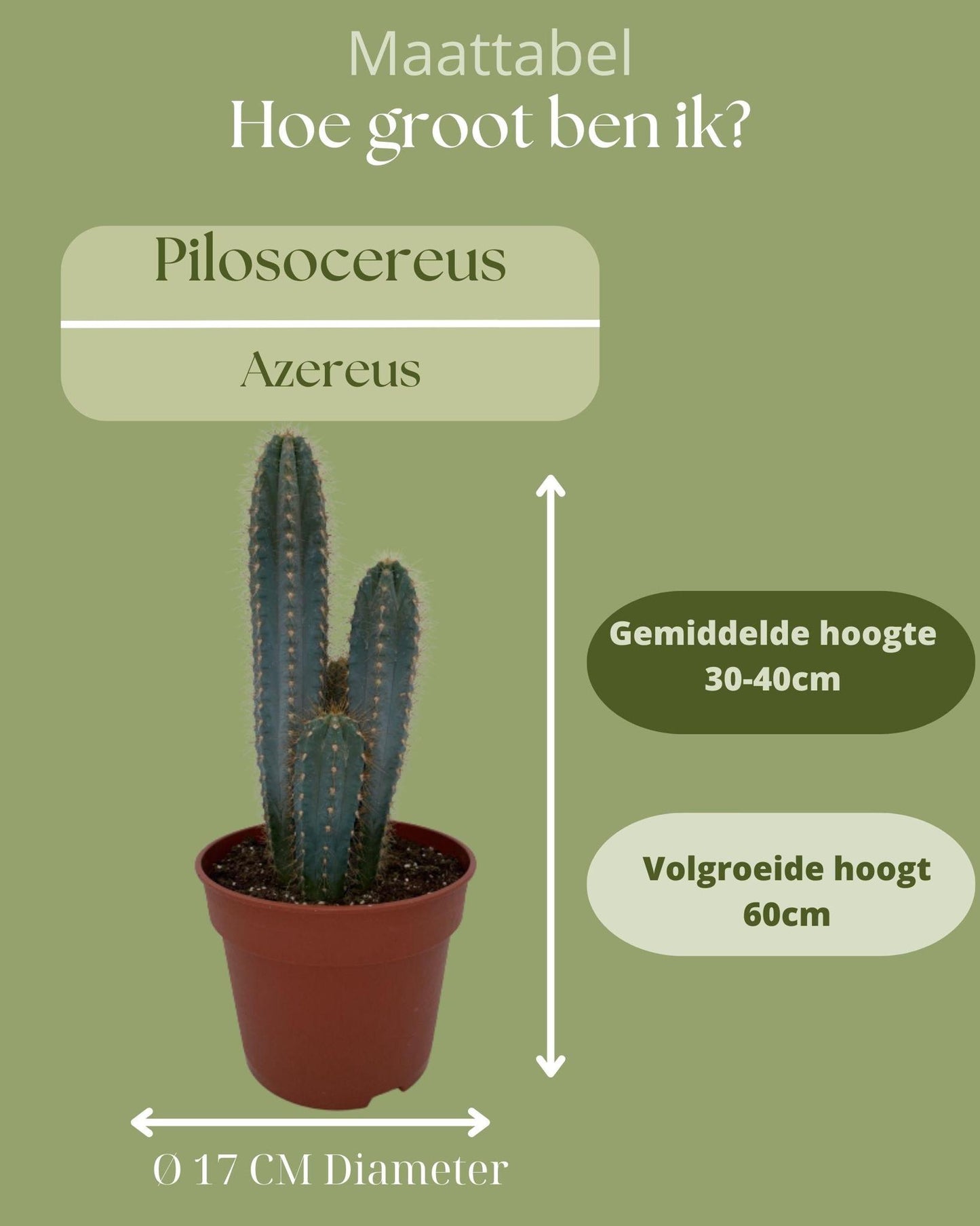 Cactus- Pilosocereus Azerues - 17cmØ- 30-40cm hoog - Normal - Ø17 cm